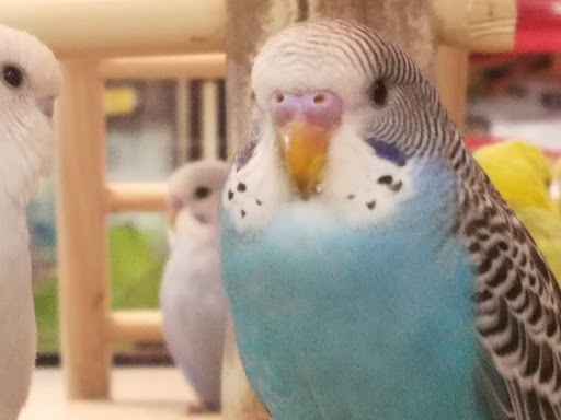 Pet Supply Store «Petco Animal Supplies», reviews and photos, 10 Waterfront Pl, Port Chester, NY 10573, USA