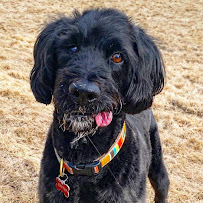 Pet and Purr Pet Sitting - Photo 3 - Car repair in , Atlanta