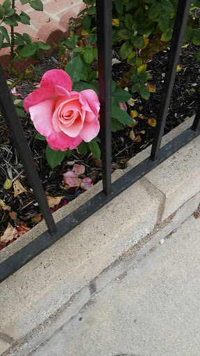 Shopping Mall «Country Hills Shopping Center», reviews and photos, 2905 Rolling Hills Rd, Torrance, CA 90505, USA