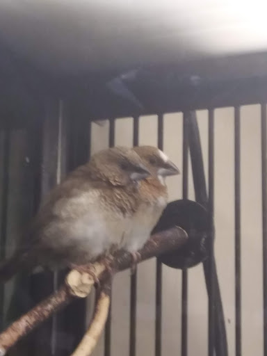 Pet Supply Store «Petco Animal Supplies», reviews and photos, 6720 Fox Centre Pkwy, Gloucester Courthouse, VA 23061, USA