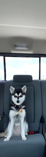 Pet Supply Store «Petco Animal Supplies», reviews and photos, 635 Cibolo Valley Drive #149, Cibolo, TX 78108, USA