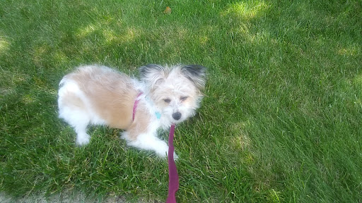 Pet Store «Little Paws Dog Shop LLC», reviews and photos, 19 E Main St, Palmyra, PA 17078, USA