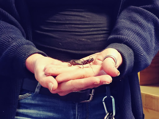 Reptile Store «An Exotic Reptile Pet Shop», reviews and photos, 3115 N 1st Ave, Tucson, AZ 85719, USA