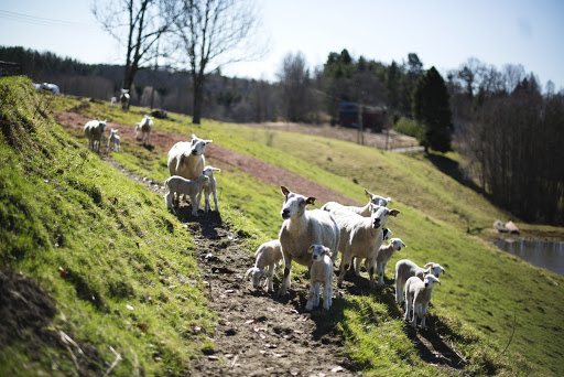 Oslo Mikrospinneri