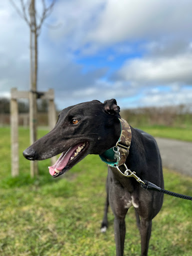 Green Paws Grooming Studio and Doggy Shop