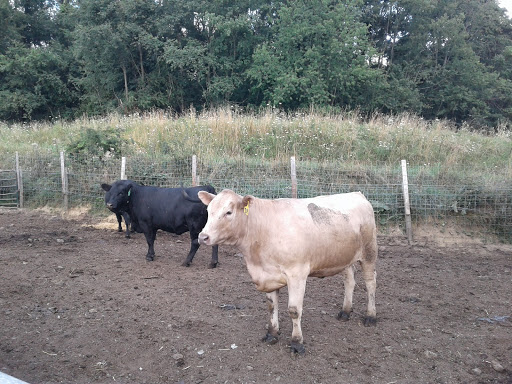 Butcher Shop «Duma Meats Inc», reviews and photos, 857 Randolph Rd, Mogadore, OH 44260, USA