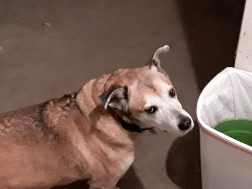 Pet Supply Store «Petz Love», reviews and photos, 9231 Lincoln Ave #200, Lone Tree, CO 80124, USA