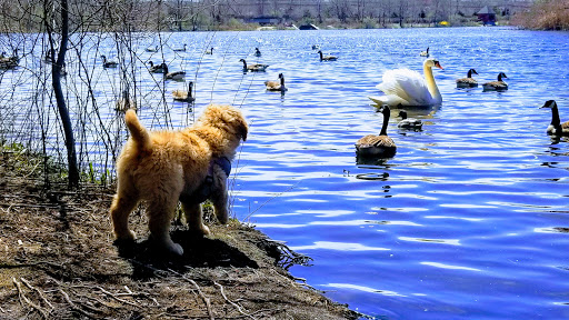 Park «Mansfield Park», reviews and photos, 85 Walker St, Massapequa Park, NY 11762, USA