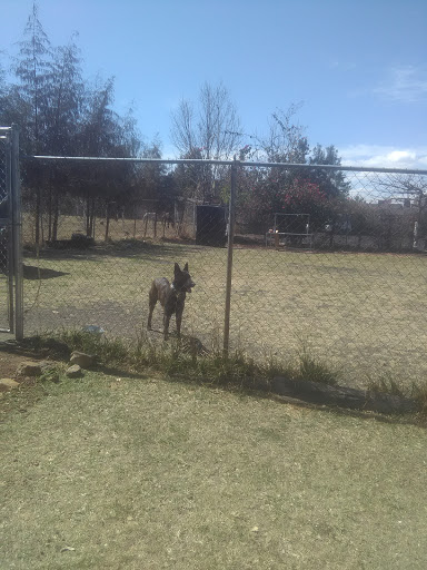 Espíritu Animal Adiestramiento Canino