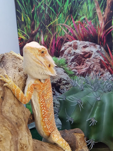 Pet Supply Store «Village Pets & Supply», reviews and photos, 4213 Montgomery Dr, Santa Rosa, CA 95405, USA