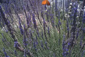 The Painted Lady Lavender Farm image