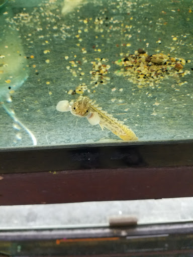 Pet Store «Forest Lake Pets», reviews and photos, 120 Lake St N, Forest Lake, MN 55025, USA