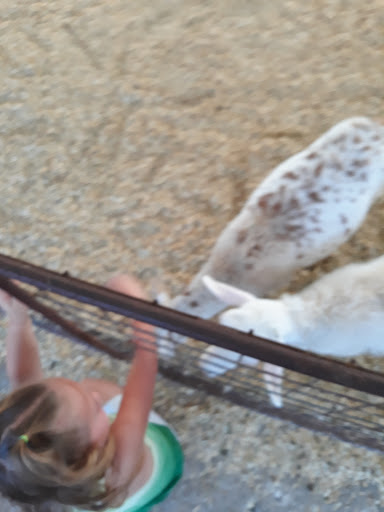 Zoo «Petting Zoo», reviews and photos, 829 E Exchange Ave, Fort Worth, TX 76164, USA