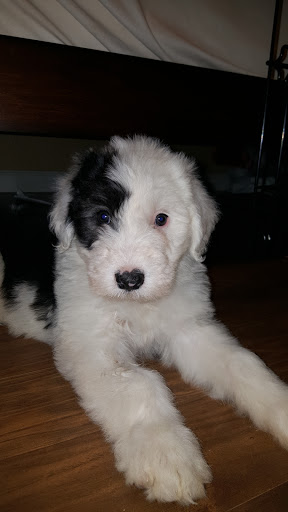 Animal Feed Store «All Pet Feed & Tack», reviews and photos, 25598 E Baseline St, San Bernardino, CA 92410, USA