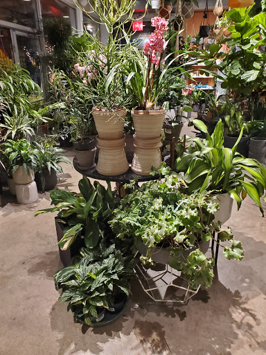 Stores to buy outdoor plants Chicago