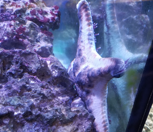 Tropical Fish Store «Wet Pets», reviews and photos, 520 Hartford Turnpike # X, Vernon, CT 06066, USA