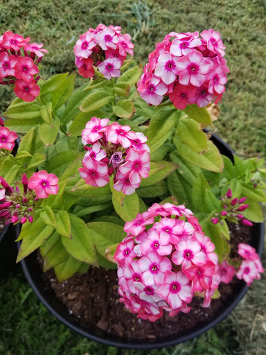 Plant Nursery «Guerin Nursery and Boutique», reviews and photos, 1418 Fall Creek Hwy, Granbury, TX 76049, USA