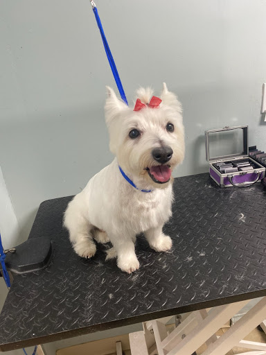 Pet Supply Store «Pet Supplies of Bayside», reviews and photos, 224-25 Union Tpke, Oakland Gardens, NY 11364, USA