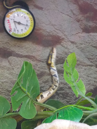 Pet Supply Store «Petco Animal Supplies», reviews and photos, 313 Homer M Adams Pkwy, Alton, IL 62002, USA