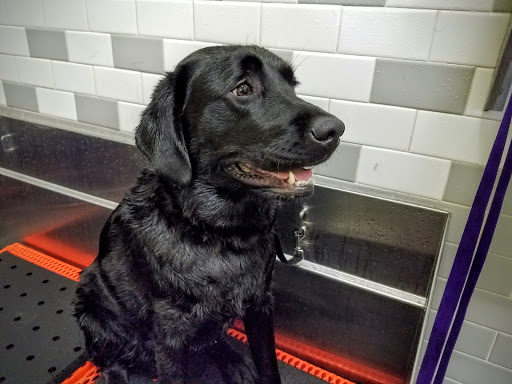 Pet Supply Store «Unleashed by Petco», reviews and photos, 8412 Georgia Ave, Silver Spring, MD 20910, USA