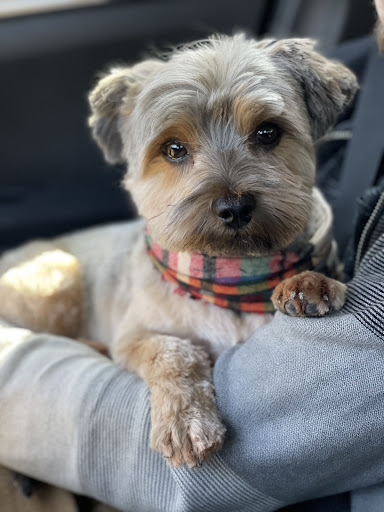 Pet Groomer «Fetching Styles, LLC», reviews and photos, 90 Foothills Pkwy c202, Marble Hill, GA 30148, USA