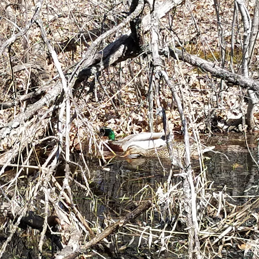 Park «Quaking Bog», reviews and photos, Theodore Wirth Pkwy, Minneapolis, MN 55411, USA