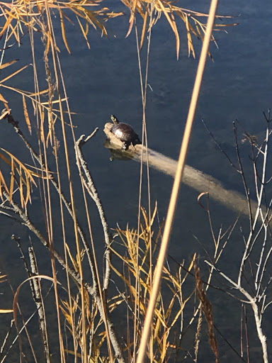 Nature Preserve «Rock Run Preserve - Black Road Access», reviews and photos, Black Rd, Joliet, IL 60431, USA