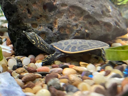 Pet Supply Store «College Greens Pet Center», reviews and photos, 3311 Julliard Dr # A, Sacramento, CA 95826, USA