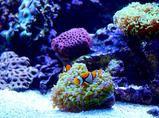 Reef Bar Aquarium Services