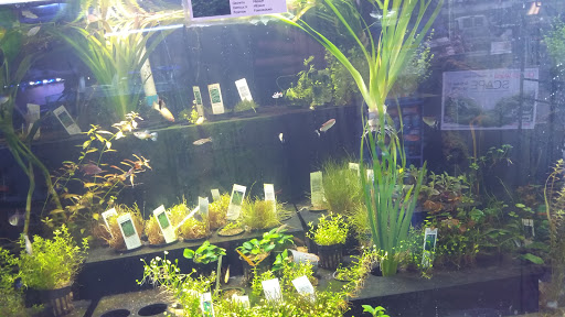 Tropical Fish Store «C K Fish World», reviews and photos, 410 N Azusa Ave, West Covina, CA 91791, USA