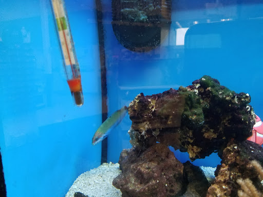 Pet Supply Store «Petco Animal Supplies», reviews and photos, 5177 Eldorado Pkwy, Frisco, TX 75033, USA