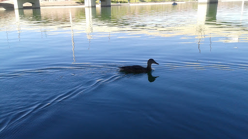 Park «Tempe Beach Park», reviews and photos, 80 W Rio Salado Pkwy, Tempe, AZ 85281, USA