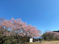 隈谷甲の早咲き桜