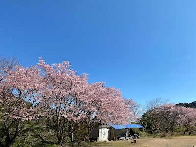 隈谷甲の早咲き桜