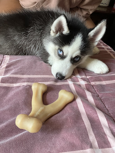 Pet Supply Store «Pet Supplies Plus», reviews and photos, 283 Middle Turnpike W, Manchester, CT 06040, USA