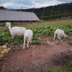 Photo n°1 de l'avis de Davide.e fait le 16/08/2021 à 15:04 sur le  Malga Bocche à Moena