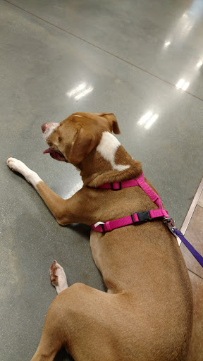 Pet Supply Store «PetSmart», reviews and photos, 139 Rolling Hills Cir, Easley, SC 29640, USA