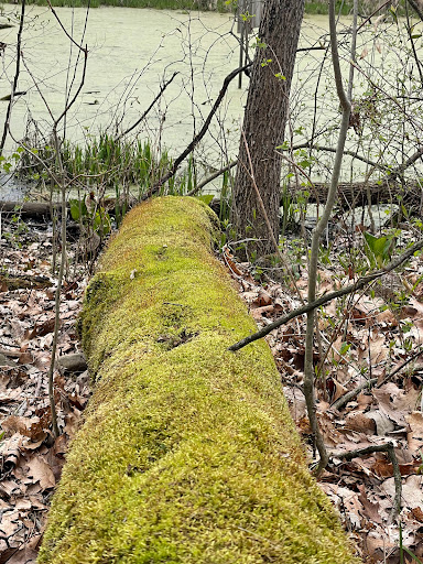 Nature Preserve «Leonard Preserve», reviews and photos, N Union St, Manchester, MI 48158, USA