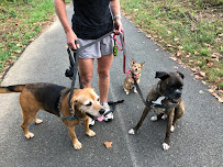 Pet Nanny Services - Photo 2 - Car repair in Charlottesville, VA, Charlottesville