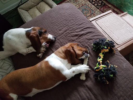 Pet Store «PetSaver Healthy Pet Superstore (Brighton Location)», reviews and photos, 2947 Monroe Ave, Rochester, NY 14618, USA