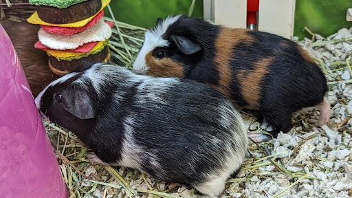 Pet Supply Store «PetSmart», reviews and photos, 79375 CA-111, La Quinta, CA 92253, USA