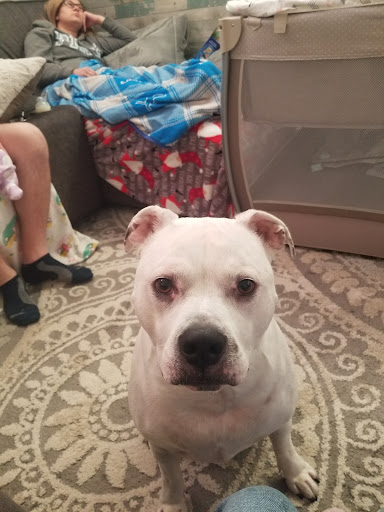 Pet Supply Store «Pet Supplies Plus», reviews and photos, 1791 W Columbia Ave, Battle Creek, MI 49015, USA