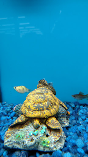 Pet Supply Store «Pet Supplies Plus», reviews and photos, 5708 State St, Saginaw, MI 48603, USA