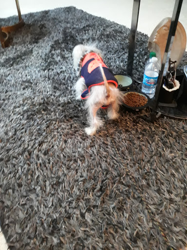 Pet Supply Store «PetSmart», reviews and photos, 11101 University Ave B, Clive, IA 50325, USA