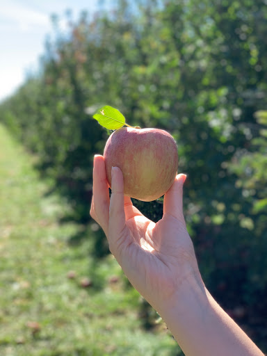 Orchard «Tuttle Orchards», reviews and photos, 5717 N 300 W, Greenfield, IN 46140, USA