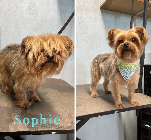 Sunny Skye’s Dog Grooming LLC