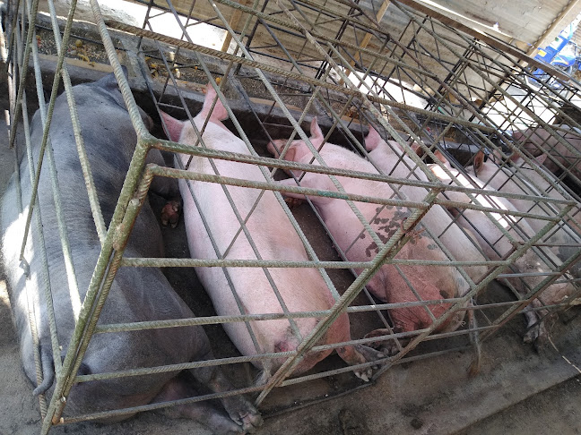 Opiniones de Sr cerdo en Paita - Carnicería