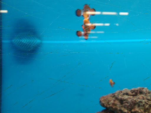 Pet Supply Store «Petco Animal Supplies», reviews and photos, 3426 Highland Ave B, National City, CA 91950, USA