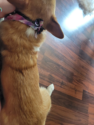 Pet Supply Store «Pet Supplies Plus», reviews and photos, 22124 Ecorse Rd, Taylor, MI 48180, USA