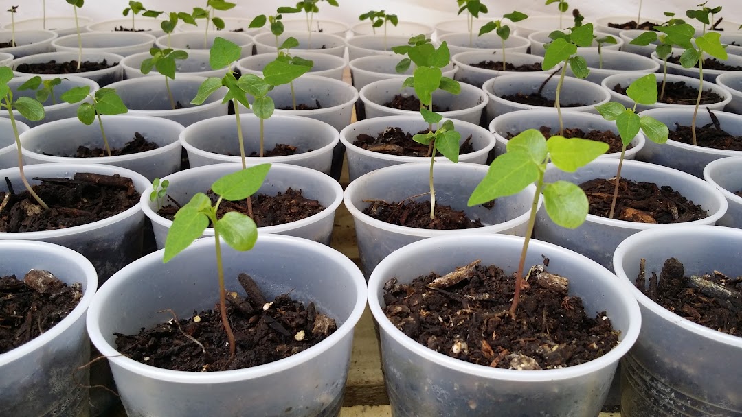 Moringa Plants n more (text for appt)